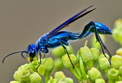 Blue-Mud-Dauber-2