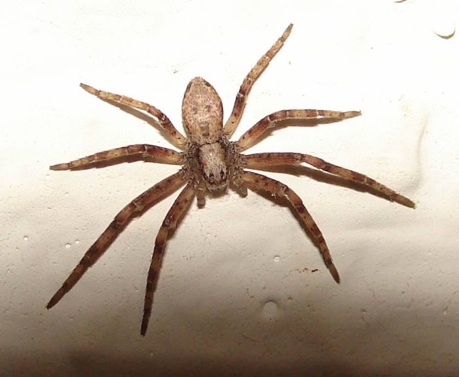 Philodromus cespitum