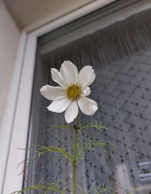 blume2