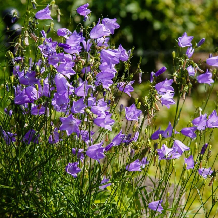 rundblaettrige-glockenblume-campanula-ro