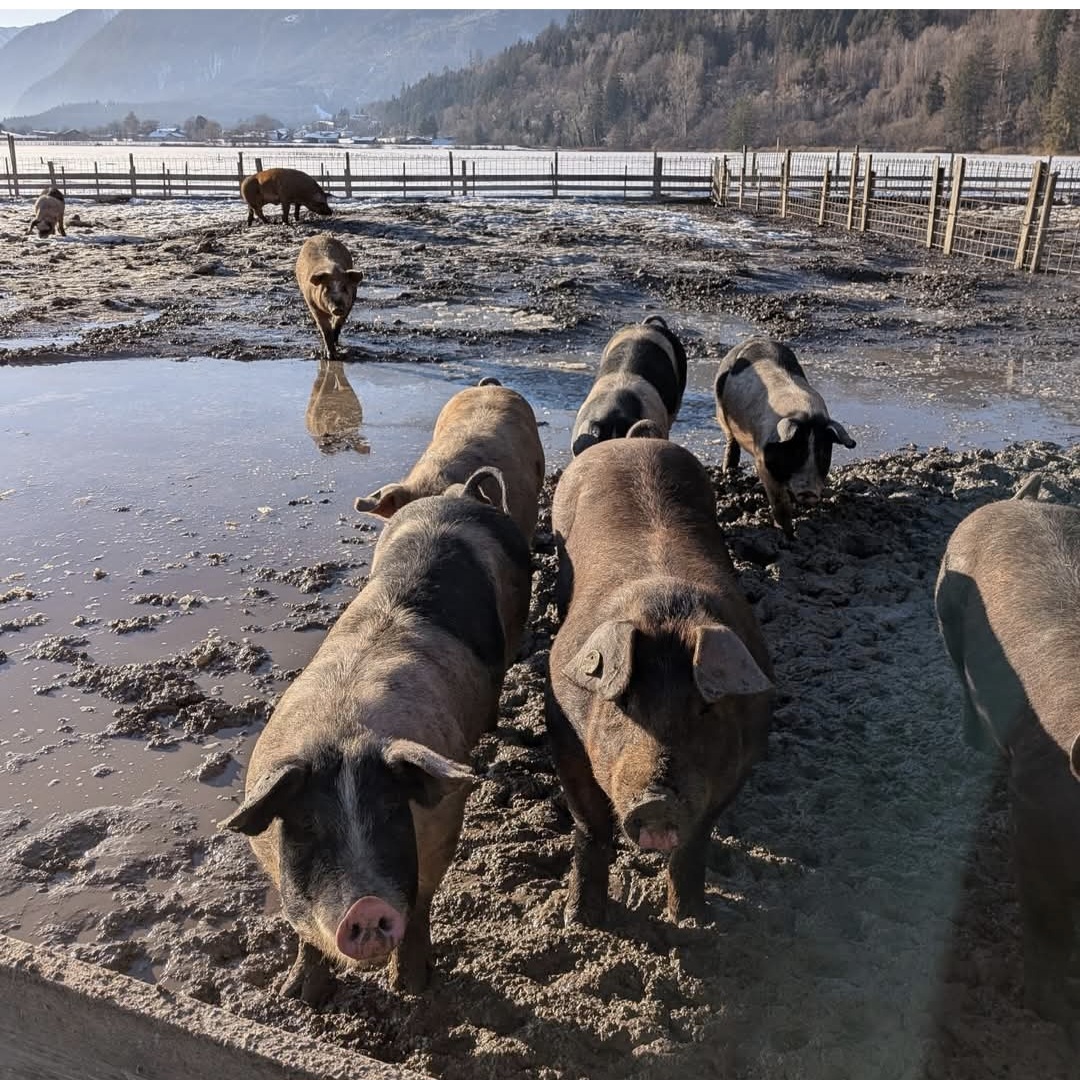 Screenshot 20260130 063633 Facebook