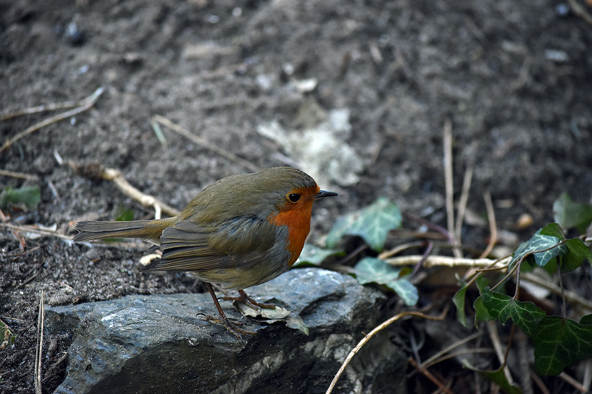 b81884de-d143-4219-b9ba-bddb54383bad