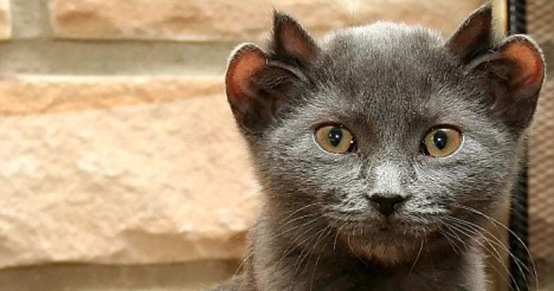 yoda-cat-with-four-ears-7