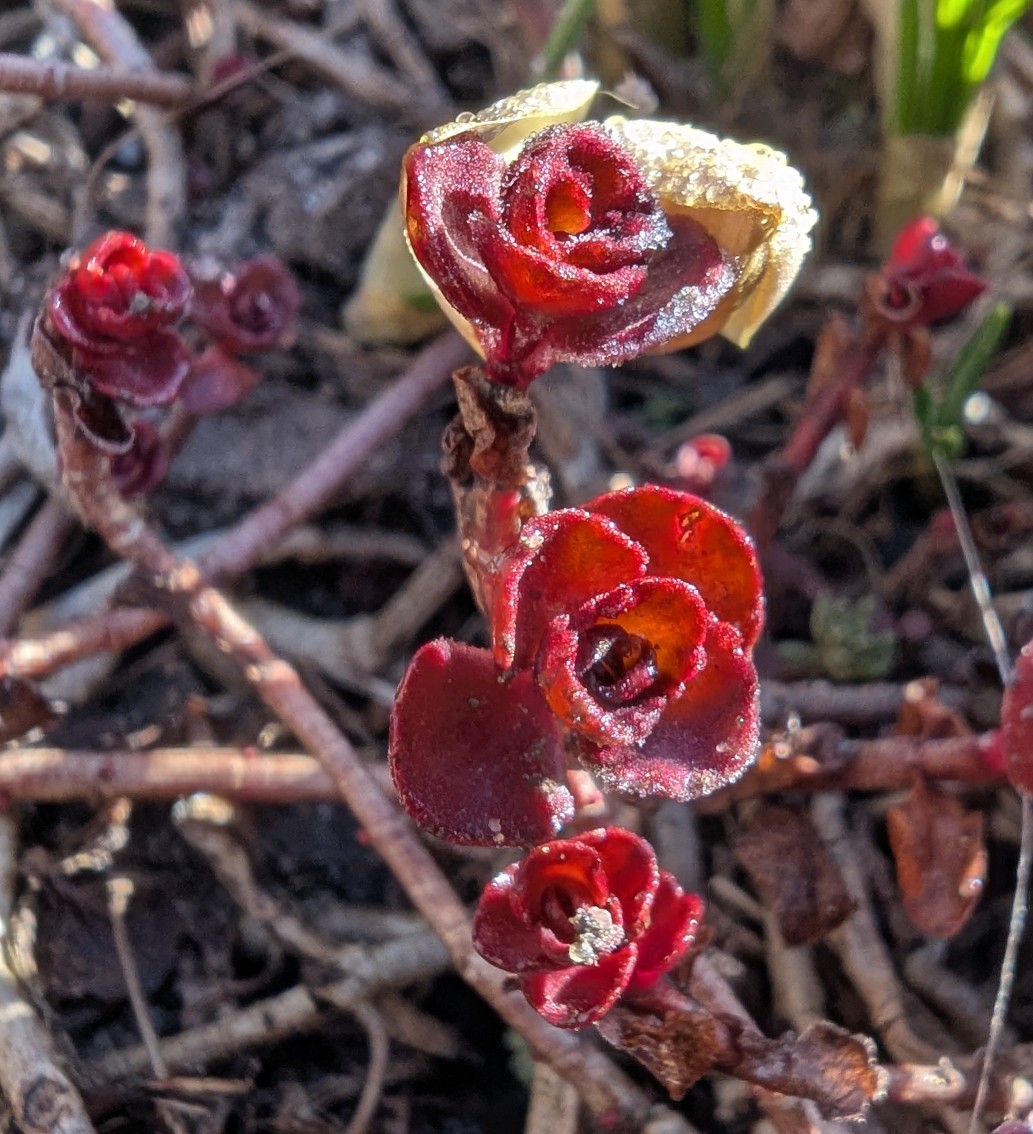 fa3a4c12-6ffa-4fbc-a235-6e8168255d4b cop