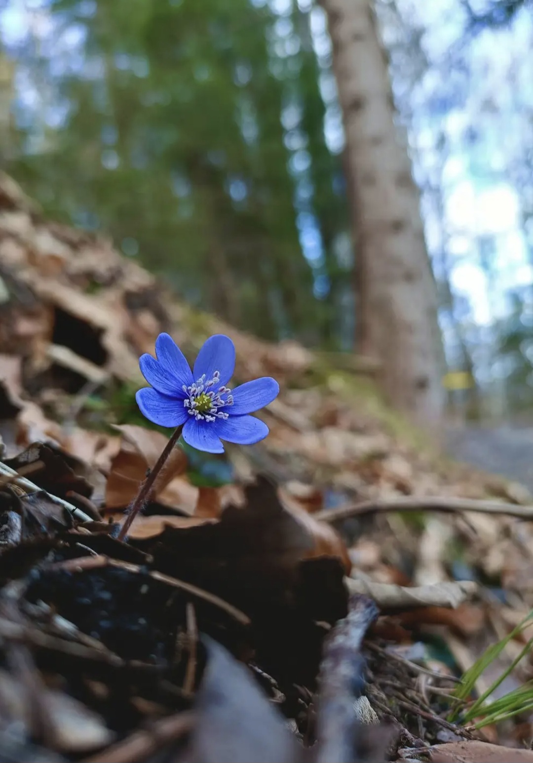 Screenshot 20260208 175744 Chrome