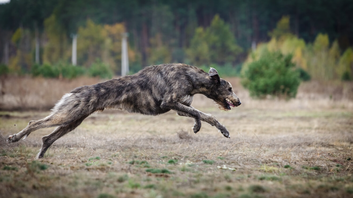 Irischer-Wolfshund-im-Auslauf