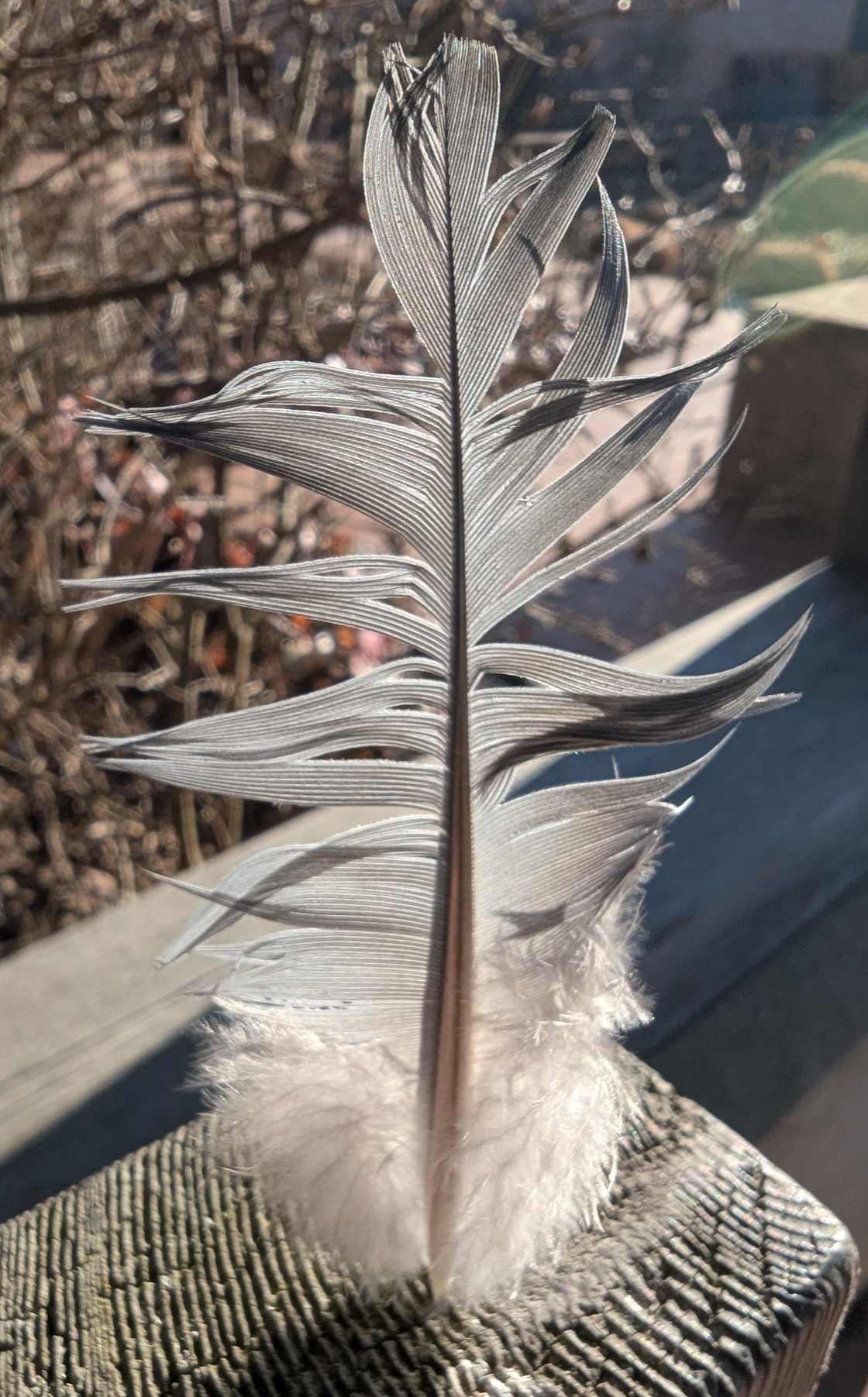 1b8e6125-3cb9-4523-a1ad-43957c6598c5 cop