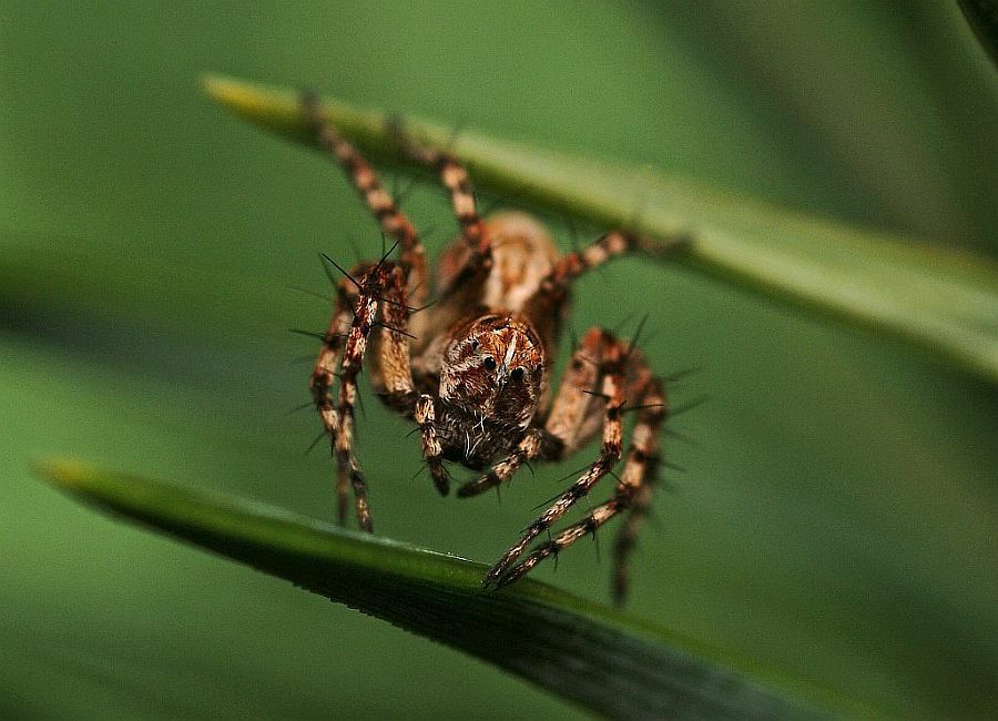 Oxyopes ramosus 01 01-08-09