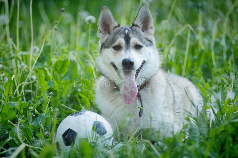 husky fussball ... - Copy