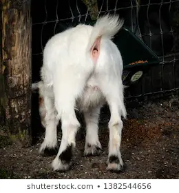 backside-pygmy-goat-picture-taken-260nw-