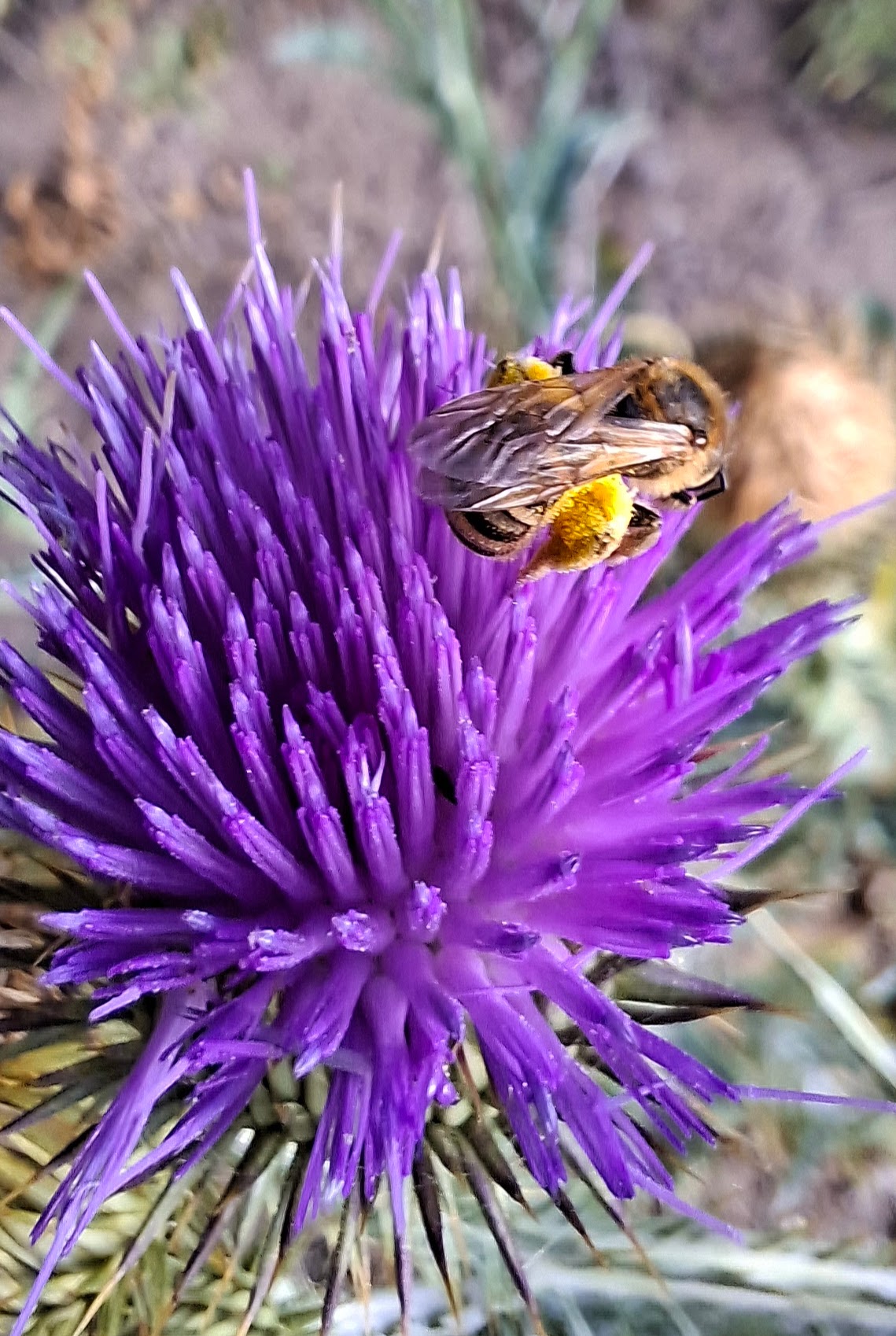 Distel1