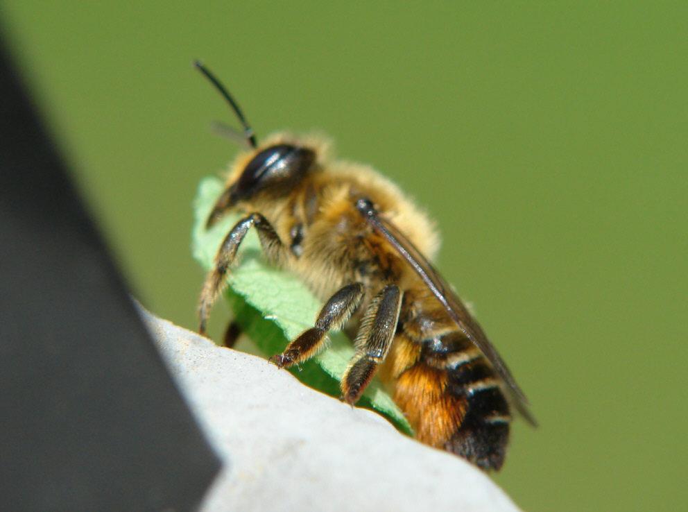 Megachile versicolor-1