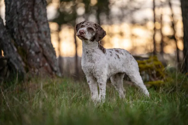 Rasseportrait-Lagotto-Easydogs-geschoren.webp