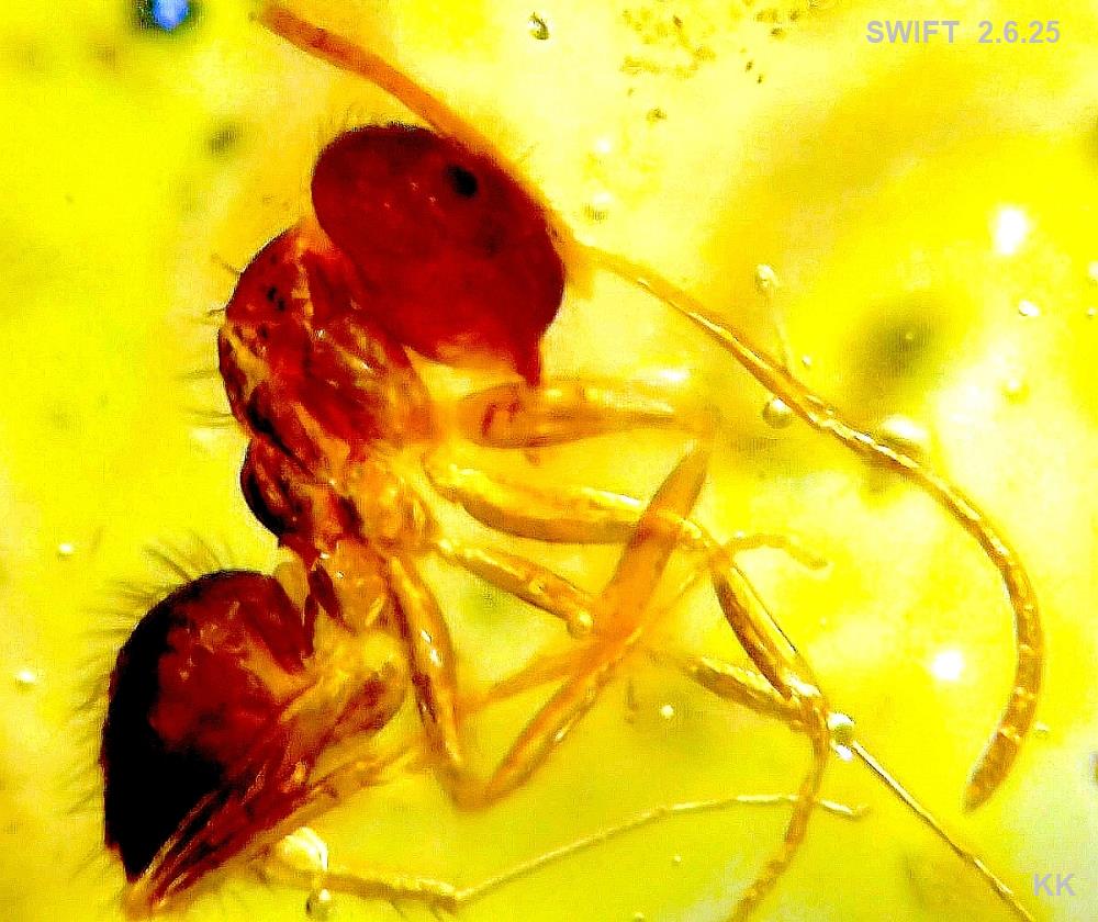 ant