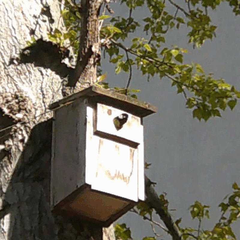 2026.04.08-Kohlmeise