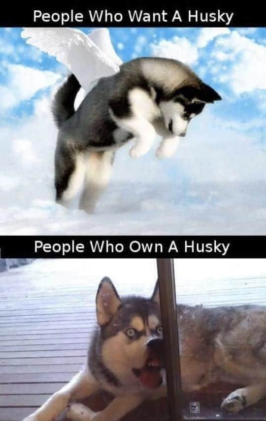 husky m 1 - Copy
