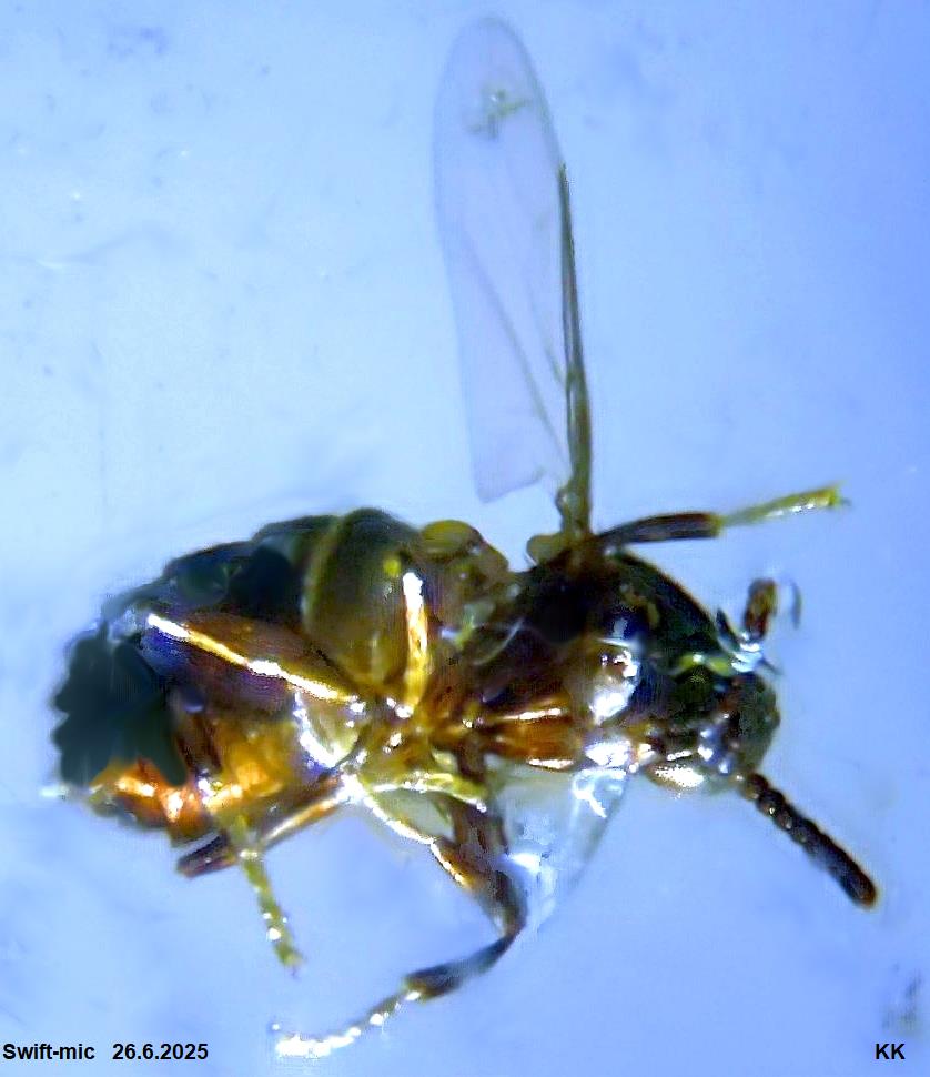 bee