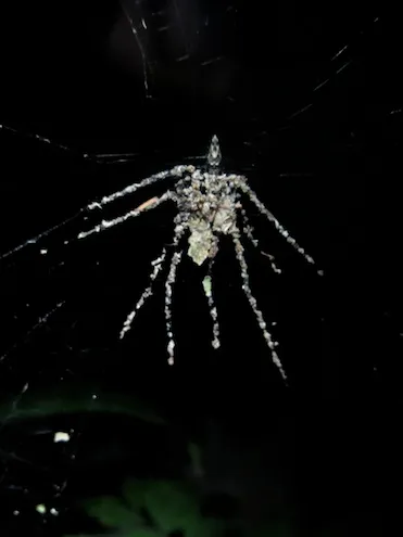 Spider1.webp