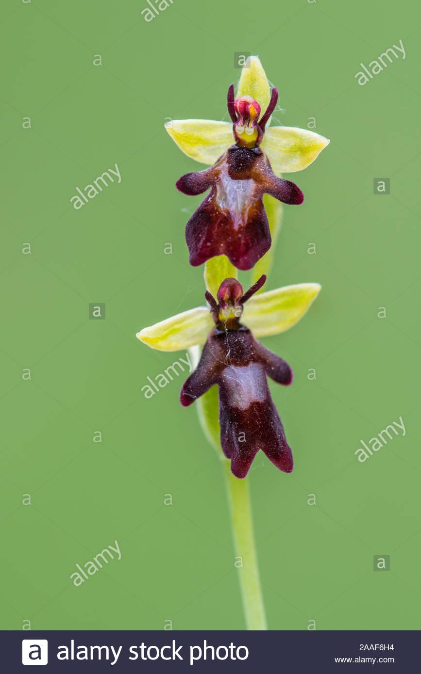 orchidee-fliegen-ragwurz-ophrys-insectif