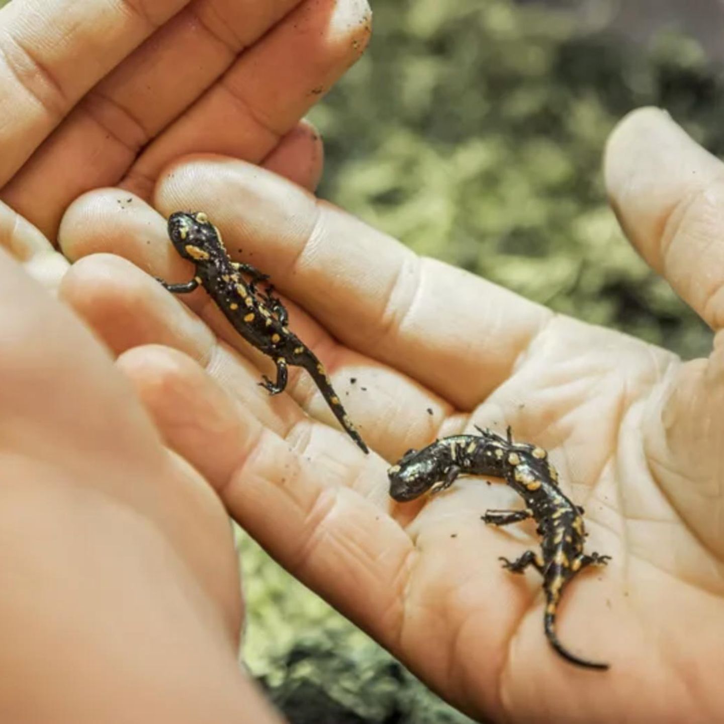 feuersalamander