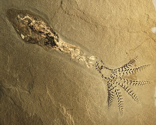 Phragmoteuthis conocauda