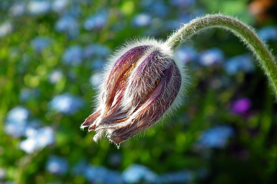 sasanka-flower-spring-plant-garden-fluff