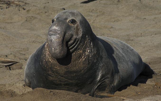 Elephant-Seal