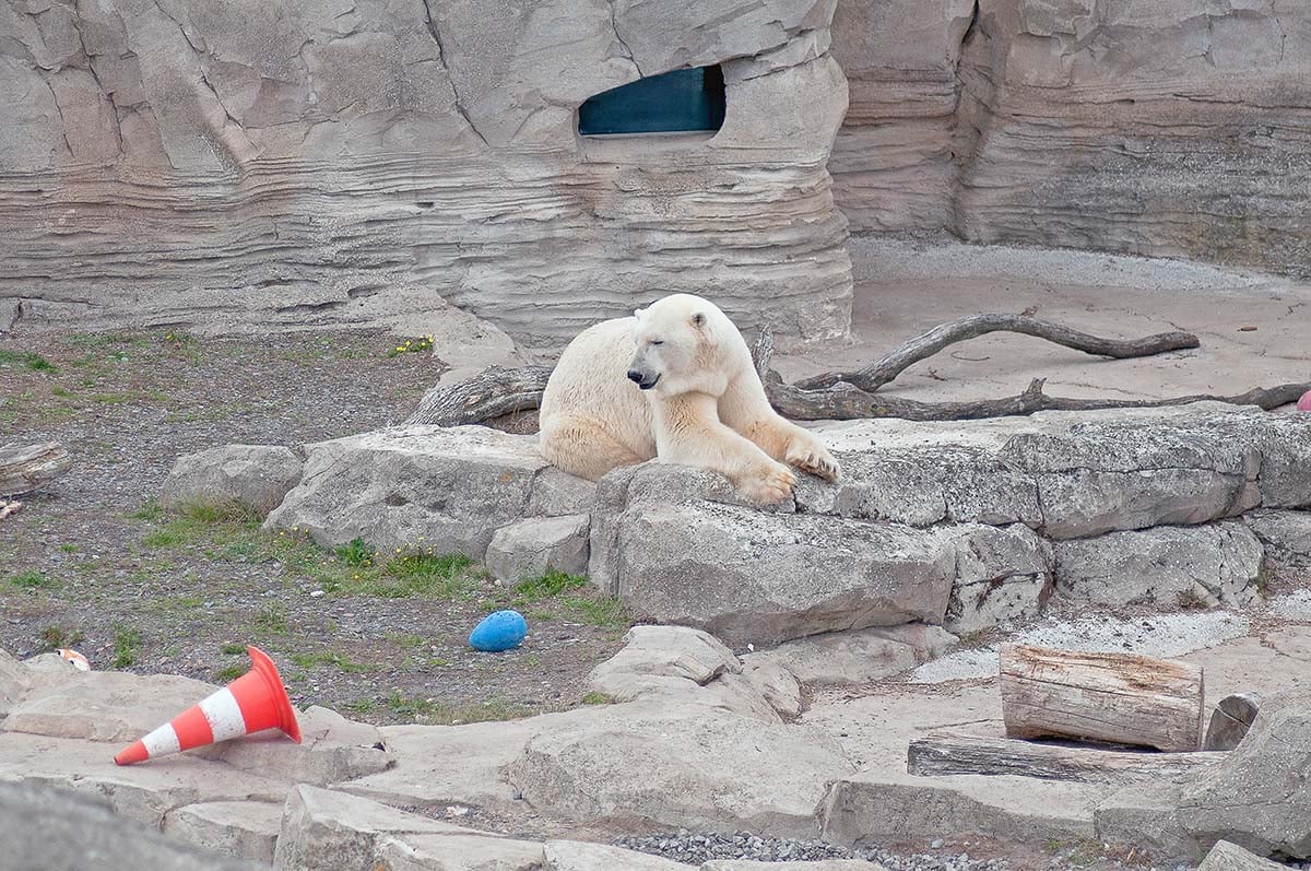 2018-09-06-Zoo-Bremerhaven-Eisbaer-0157-