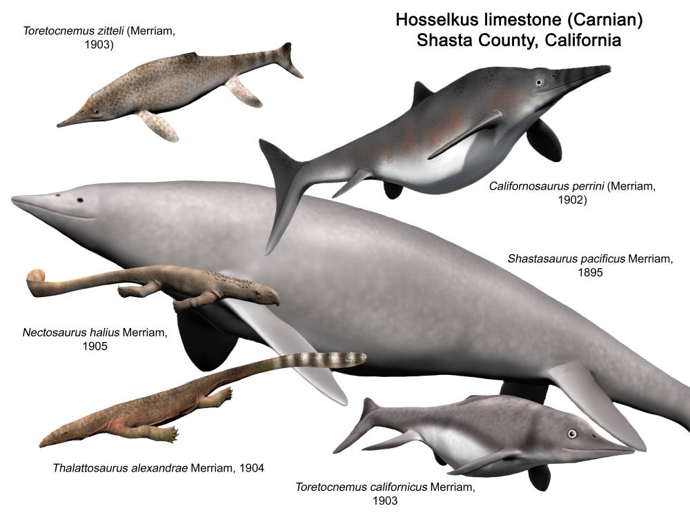 Hosselkus limestone fauna