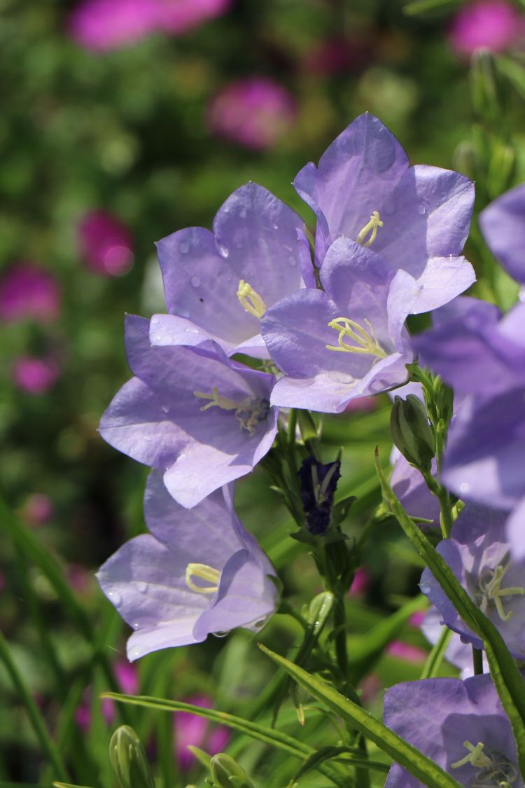 pfirsichblaettrige-glockenblume-grandifl