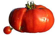 220px-DiversitC3A9 taille tomates