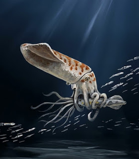 Wyoteuthis linsterorum-novataxa 2026-Ipp
