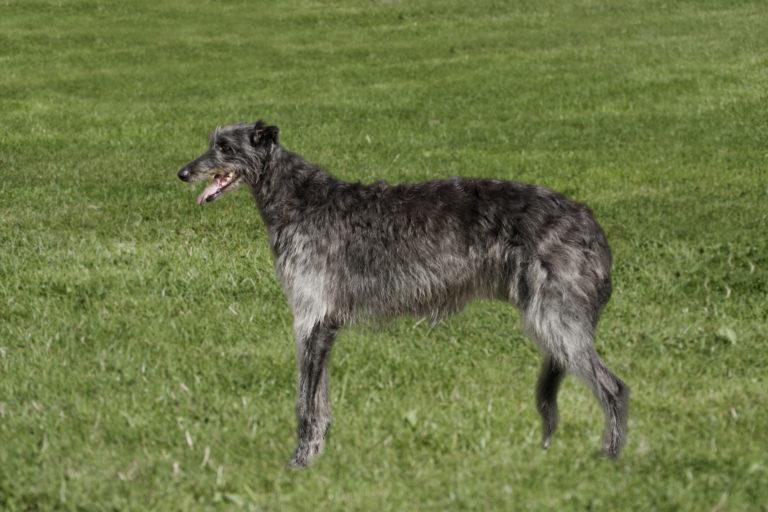 Deerhound-im-grass-768x512