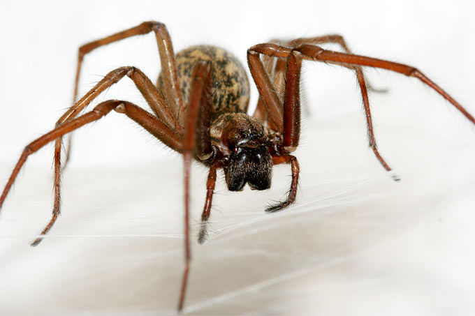 20141010-nabu-winkelspinne-helge-may