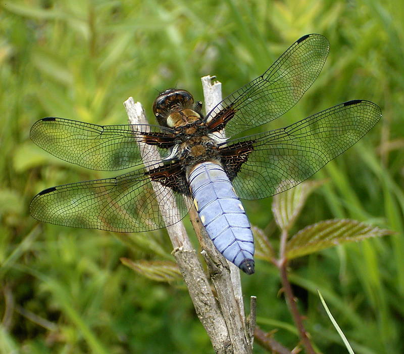 Libellula depressa male ies