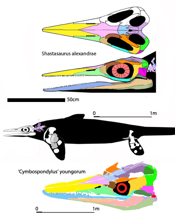 shastasaurus-to-scale588
