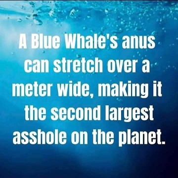 anus