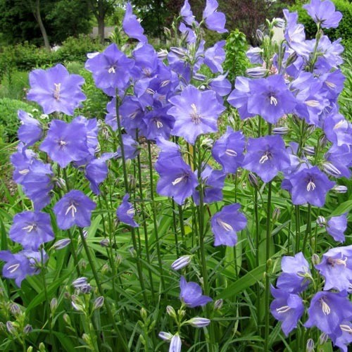 CAMPANULA PERSICIFOLIA