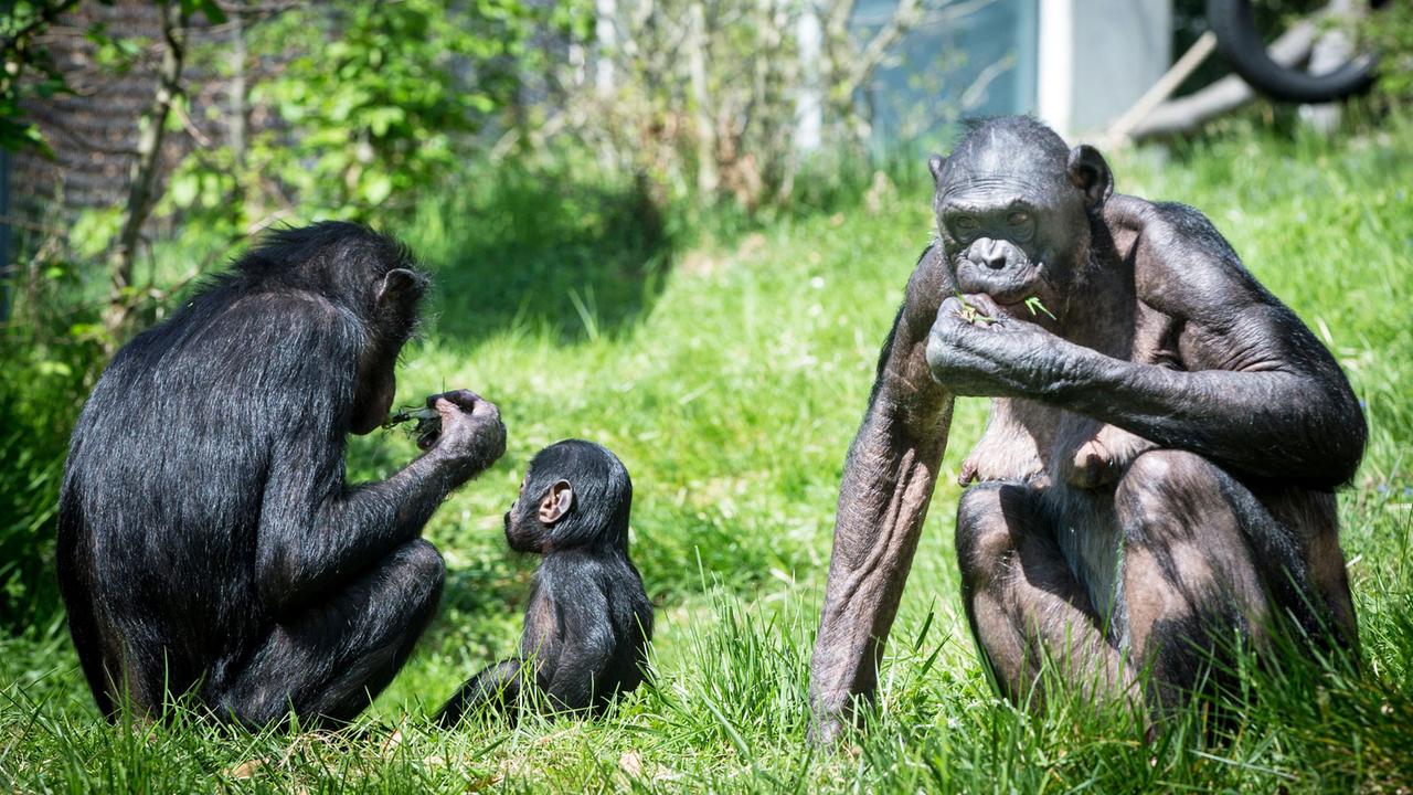 bonobos-jpg-100-1280xauto-1