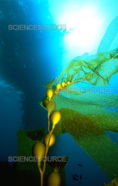 1032176-giant-kelp