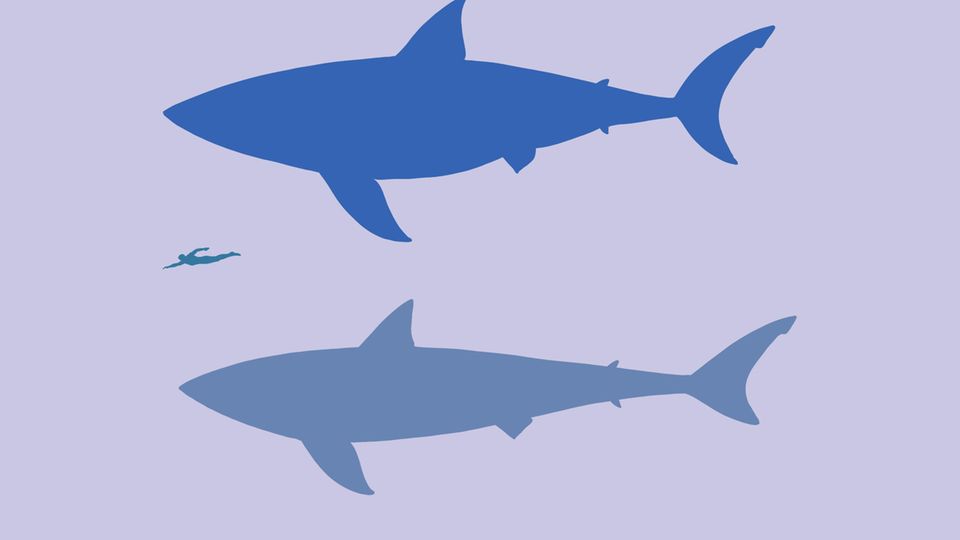 megalodon-ko-rperform