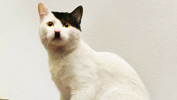 katz voll sh hit - Copy