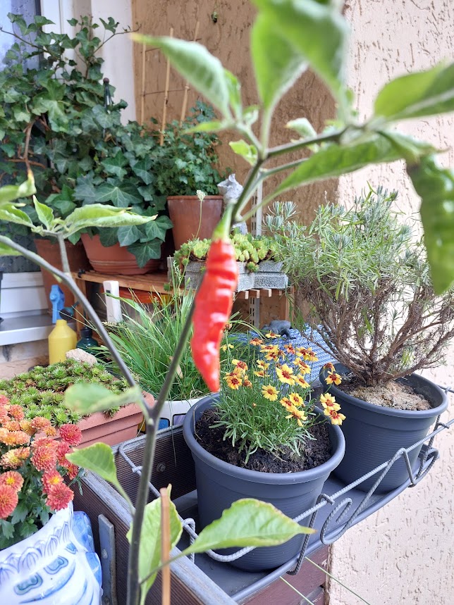 Chili3