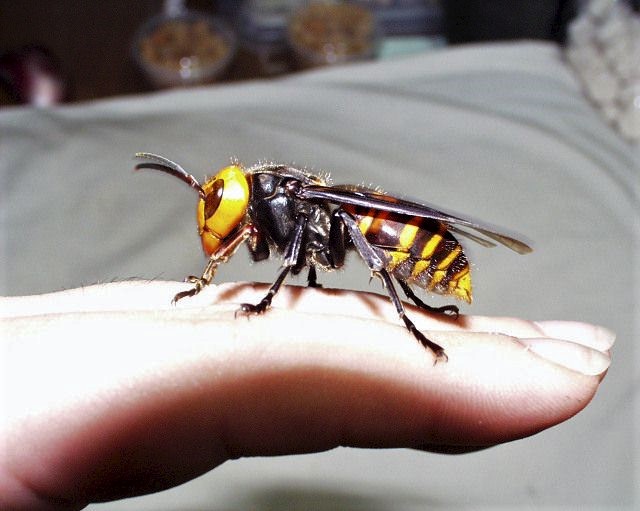 Fig1-vespa-mandarinia2ed