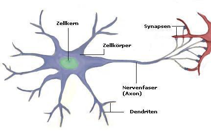 neuron