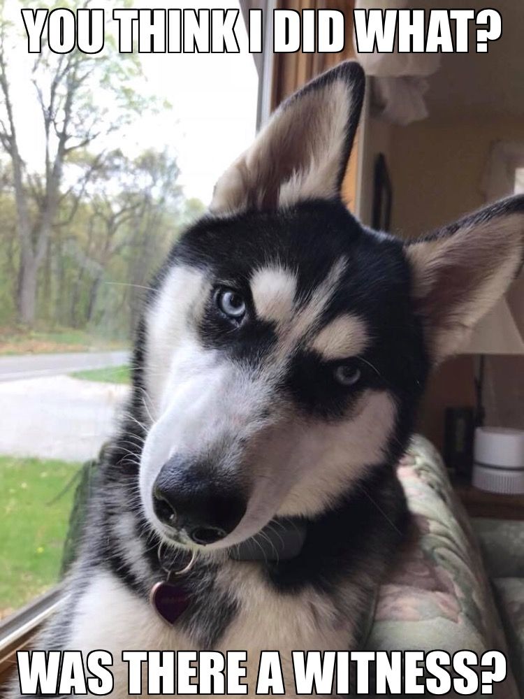 husky zeugen wo - Copy