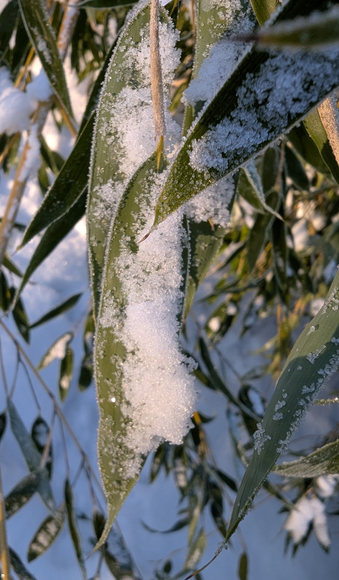 1b264efb-03c4-4c54-8428-bf1a520b25b9 cop