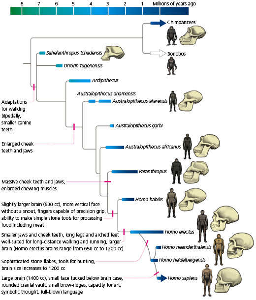 hominid evo