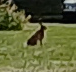 Hase