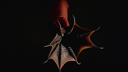tumblr p4tfhjn8751vjhboso2 500